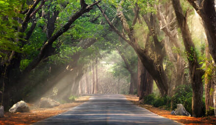 a road with trees and sun rays